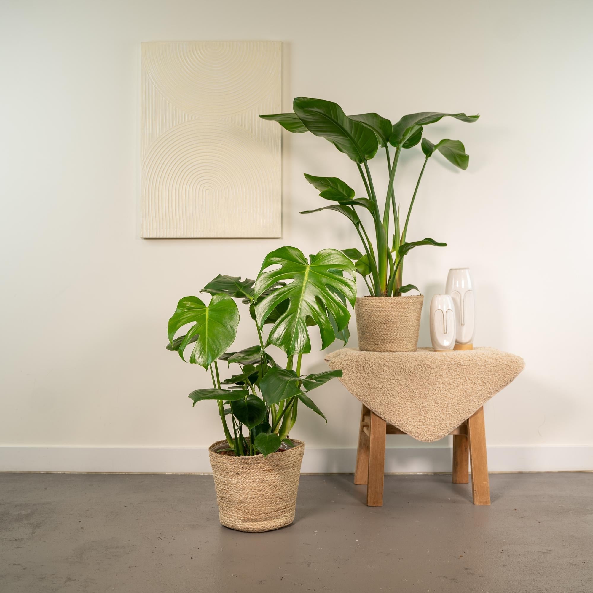 Strelitzia Nicolai – Ø19cm – ↕85cm + Monstera Deliciosa – Ø21cm – ↕75cm inkl. Naturkorb – Tropisches Zimmerpflanzen – Set mit luftreinigend – Plant