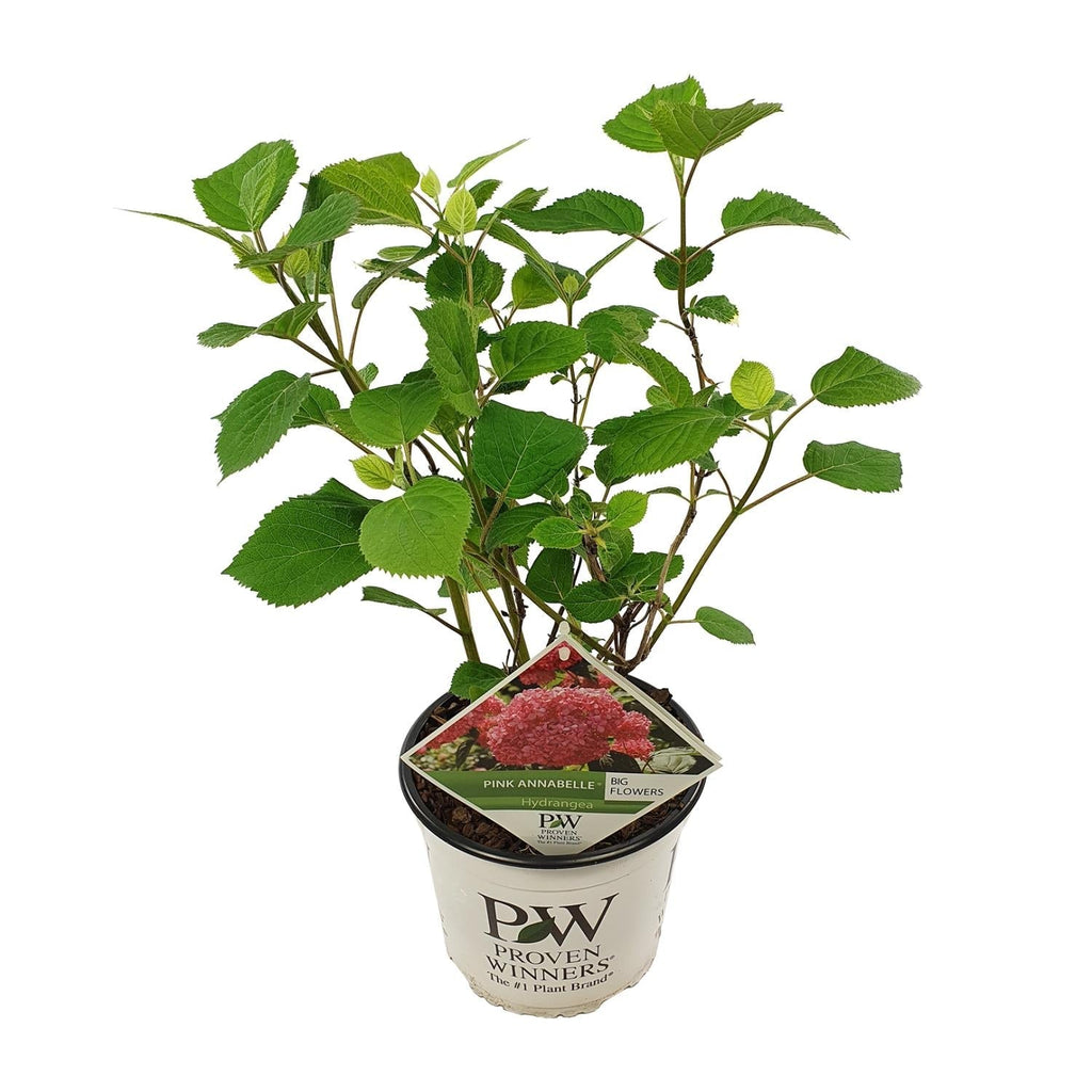 Ballhortensie 'Pink Annabelle' – Hydrangea arborescens – Zimmerpflanze – Ø19cm – ↕30cm – Rosa Blütenpracht für Innenräume – Plant