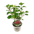 Ballhortensie 'Pink Annabelle' – Hydrangea arborescens – Zimmerpflanze – Ø19cm – ↕30cm – Rosa Blütenpracht für Innenräume – Plant