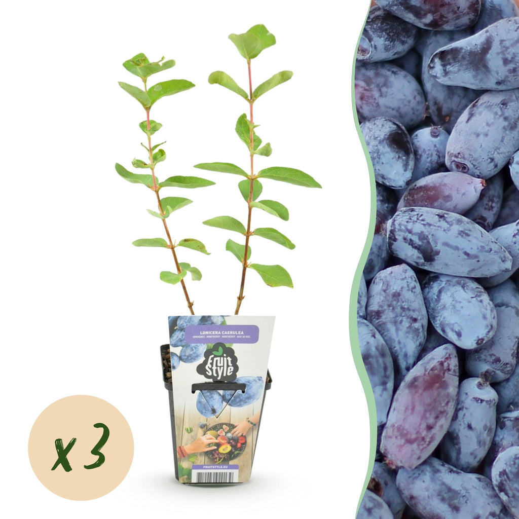 Honigbeere Lonicera caerulea Kamtschatica winterhart Ø9cm – Blaue Beerenpflanze für Garten Beet Balkon & Terrasse