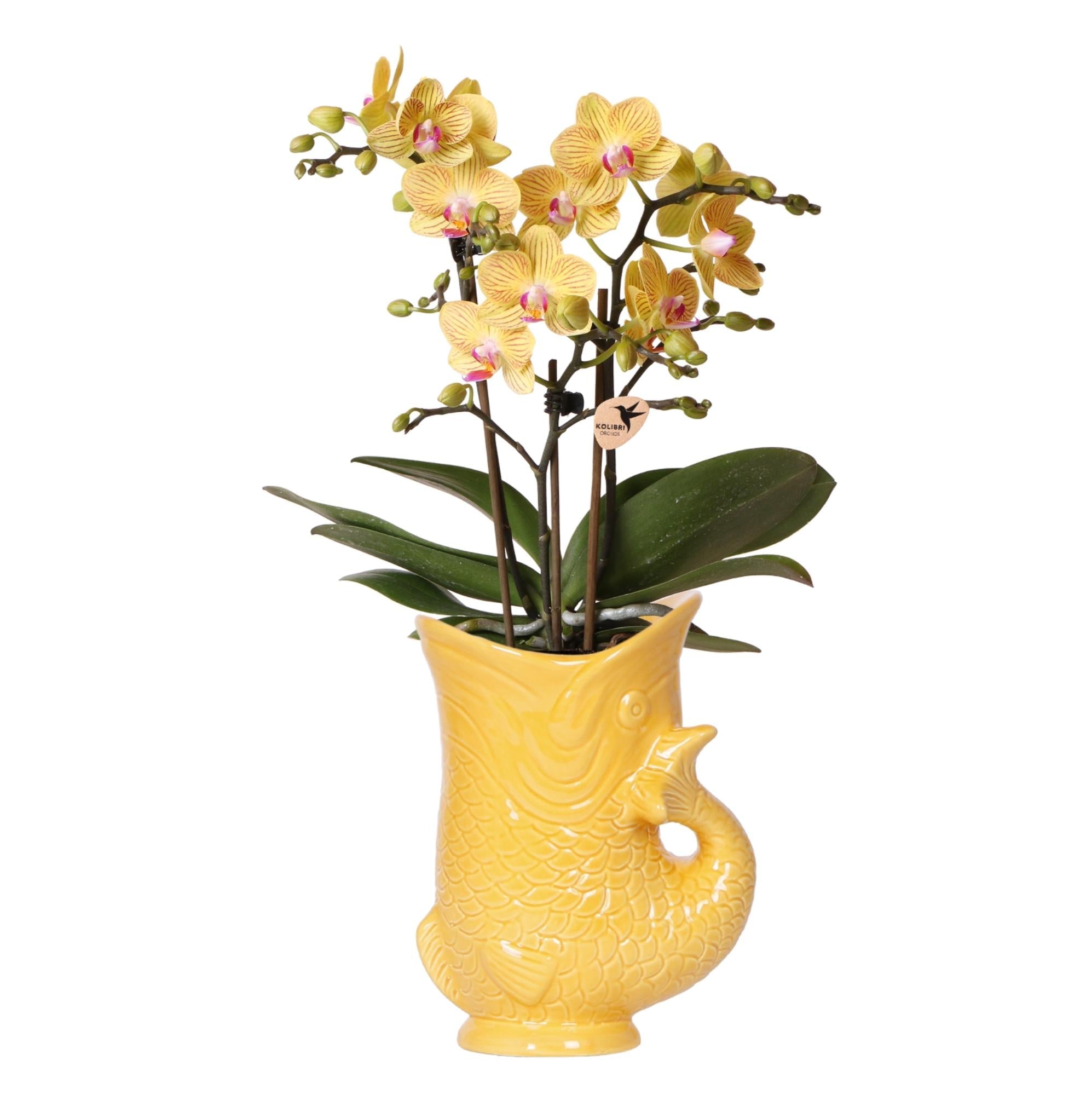 Gelbe Orchidee Lima + Zierübertopf Fisch – Topf Ø9cm – Blühende Zimmerpflanze – Frisch vom Züchter – Plant