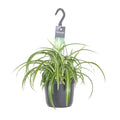 Chlorophytum Comosum 'Bonnie' Grünlilie – Ø17cm Höhe ca. 35cm – Pflegeleichte Zimmerpflanze mit geschwungenen Blättern – Plant