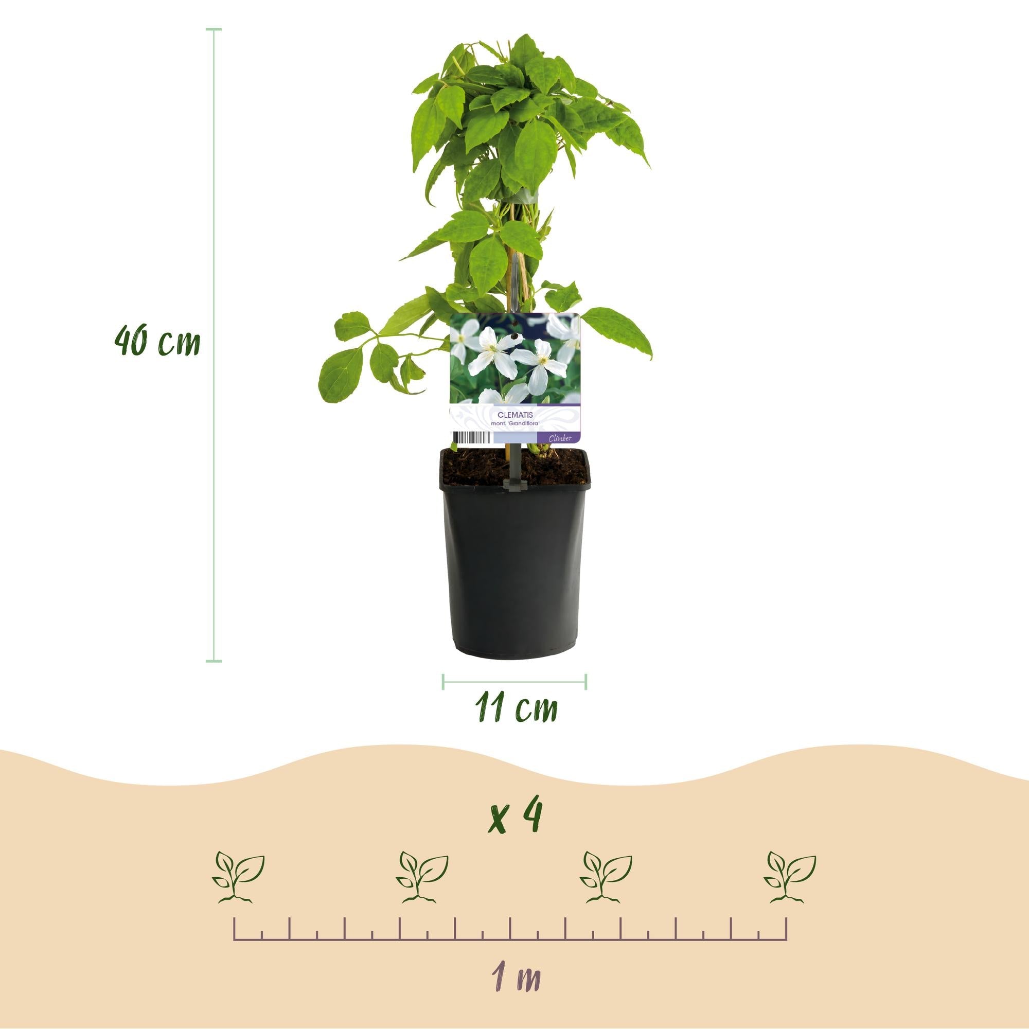 Clematis montana Grandiflora – 2 Pflanzen 11cm – ca. 40cm hoch – Schnellwachsende Kletterpflanze mit großen weißen Blüten – pflegeleicht – Plant