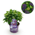 Hortensie Forever & Ever Lila – Hydrangea macrophylla – Lila – Balkonpflanze – 23cm 55cm hoch – 7-12 Blüten – Für Balkon, Terrasse & Beet – Plant