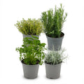 Kräutermischung – Ø12cm – Höhe 12-15cm – Basilikum Oregano Thymian Rosmarin Mix – Plant