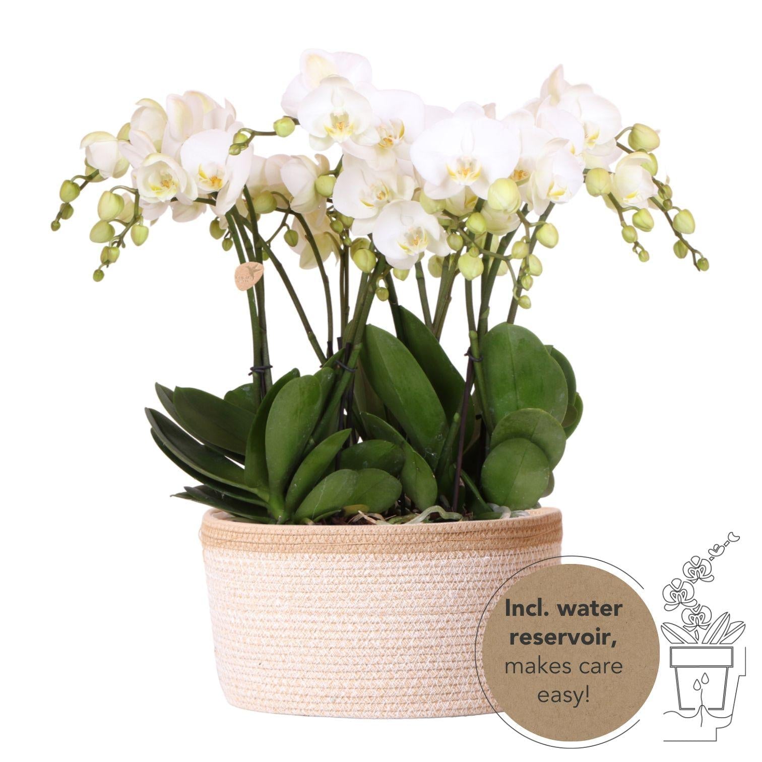 Orchideen Set Weiß im Baumwollkorb mit Wassertank – 3 Phalaenopsis Orchidee 12cm + Rhipsalis & Tillandsie – Deko Orchideen Arrangement mit integriertem Bewässerungssystem – Plant