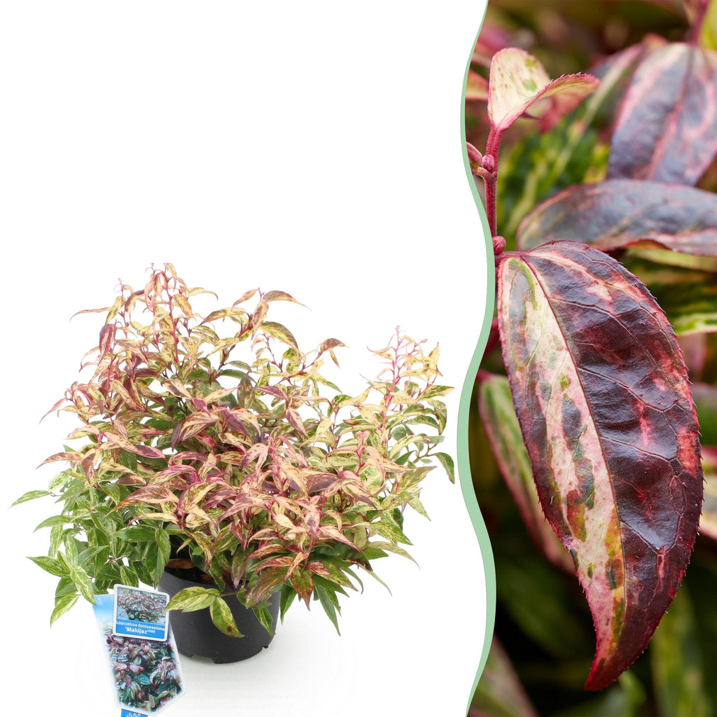 Traubenheide Leucothoe Makijaz – 17cm Höhe ca.45cm – Immergrün & farbintensiv – Braun – grünes Laub – Pflegeleichter dekorativer Zierstrauch – Plant