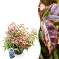 Traubenheide Leucothoe Makijaz – 17cm Höhe ca.45cm – Immergrün & farbintensiv – Braun – grünes Laub – Pflegeleichter dekorativer Zierstrauch – Plant