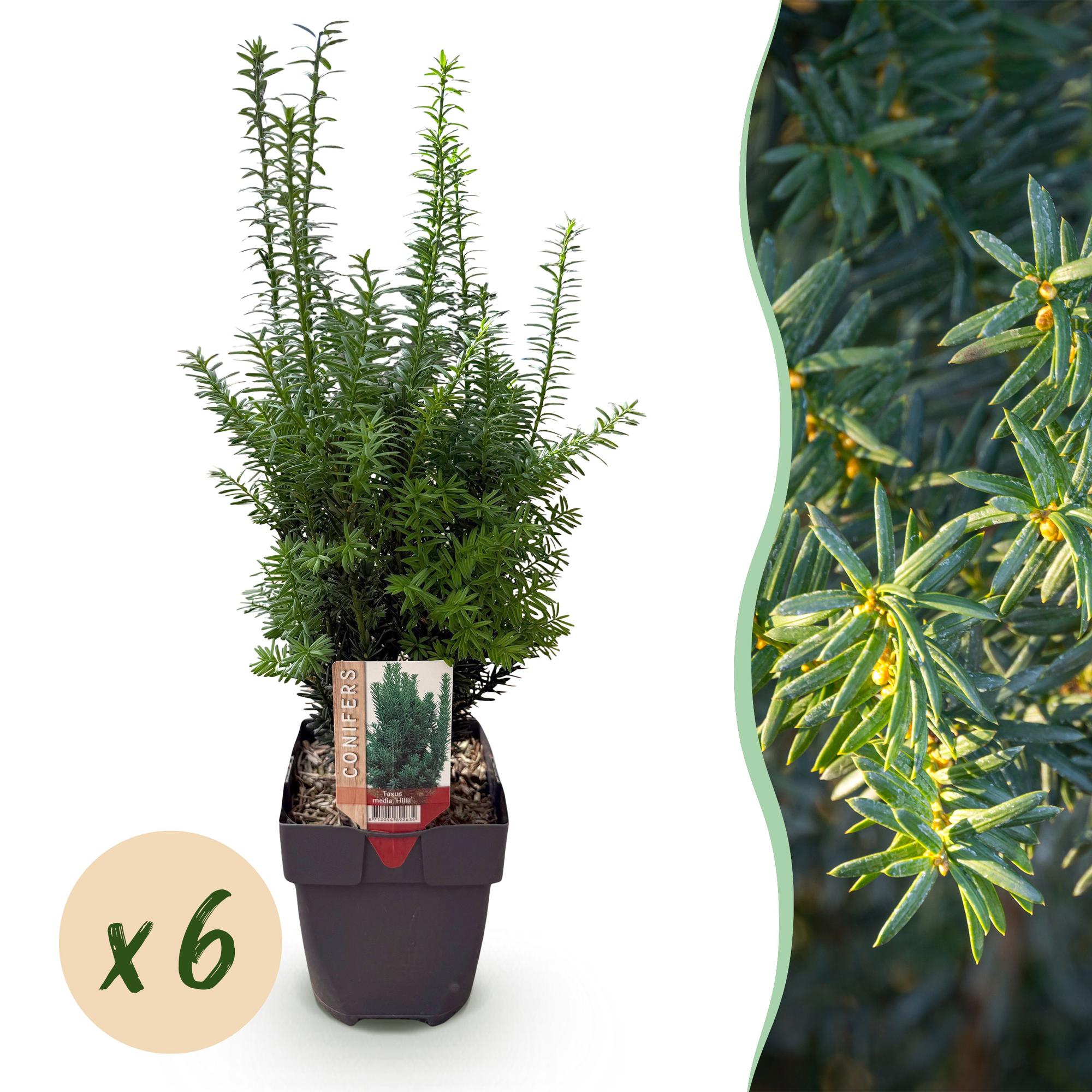 Taxus media Hillii – 6 Pflanzen für 1 Meter Hecke – Immergrün & winterhart – Eibe für dichte, schnittfeste Hecken – Ø17cm – Höhe ca. 60cm – Plant