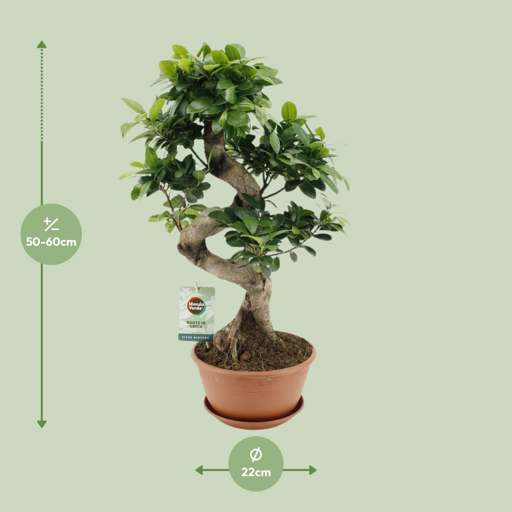 Ficus Ginseng – Chinesische Feige – Zimmerpflanze – Ø22cm – ↕60cm – Pflegeleichter Bonsai – Ficus mit dekorativem Wurzelstamm – Für Wohnzimmer & Büro – Plant