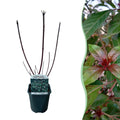 Cornus alba 'Kesselringii' – Schwarzholz – Hartriegel – Zierstrauch 17cm – ca. 45cm hoch – Pflegeleicht & winterhart – Für Hecke & Beet – Plant