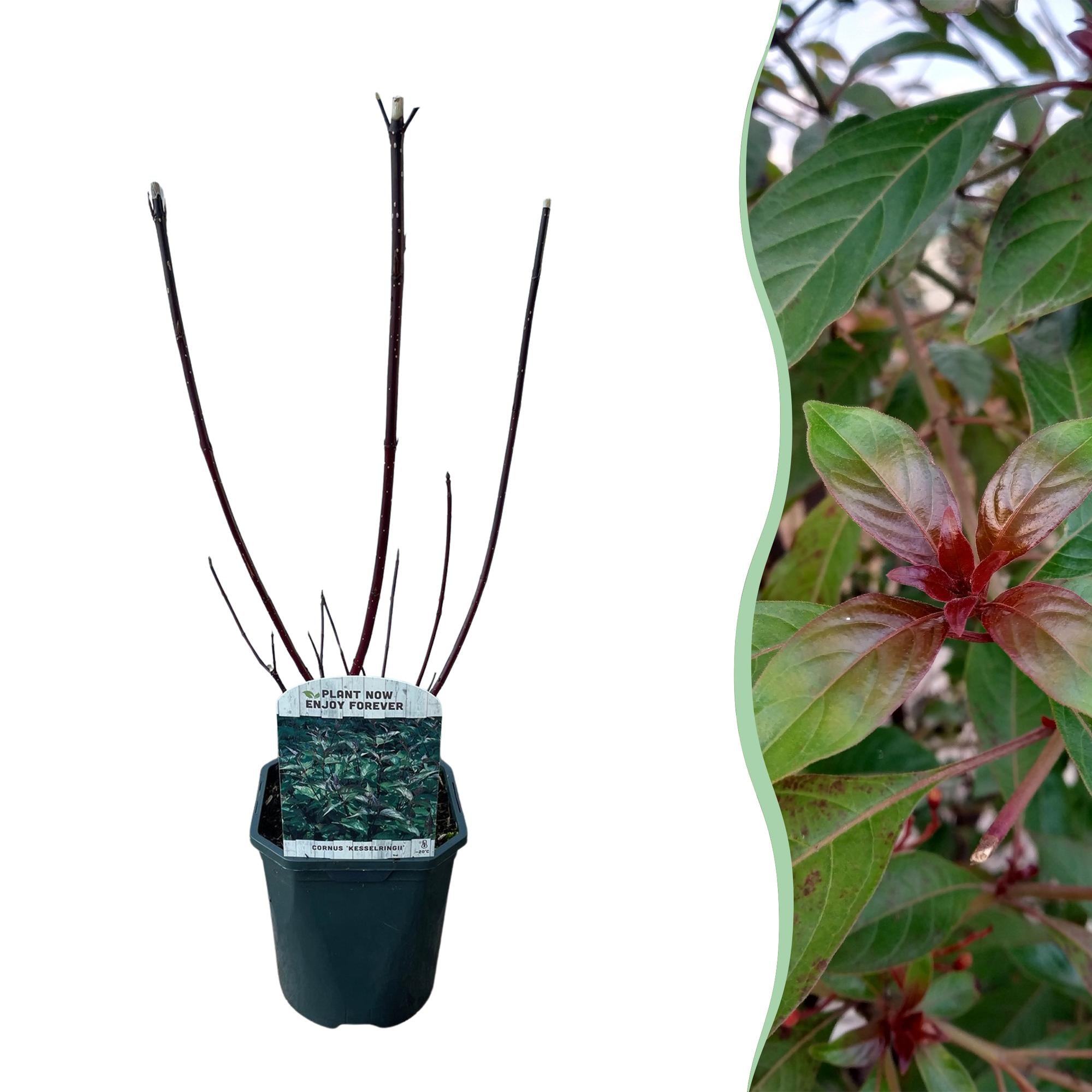 Cornus alba 'Kesselringii' – Schwarzholz – Hartriegel – Zierstrauch 17cm – ca. 45cm hoch – Pflegeleicht & winterhart – Für Hecke & Beet – Plant