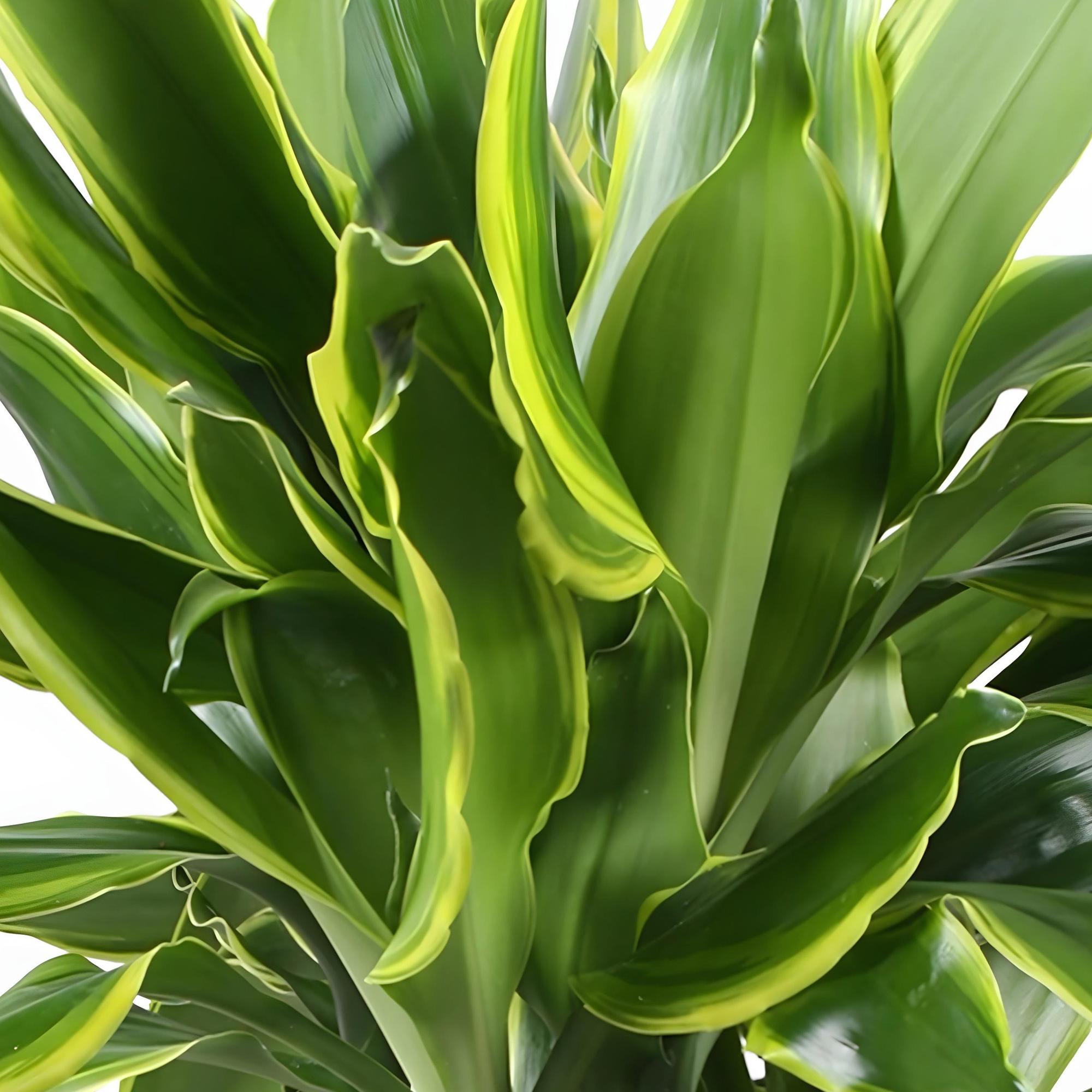 Dracaena fragrans Golden Coast – 50-55cm – 17cm – Pflegeleichter Drachenbaum in Grün – Gold – Plant