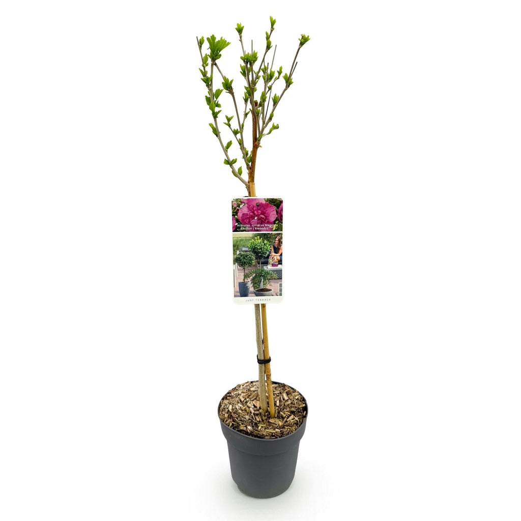 Hibiscus syriacus Magenta Chiffon – Blühende Stamm – Pflanze mit magentafarbenen Blüten – Laubabwerfend & pflegeleicht – Topf Ø19cm – Höhe ca. 90cm – Plant