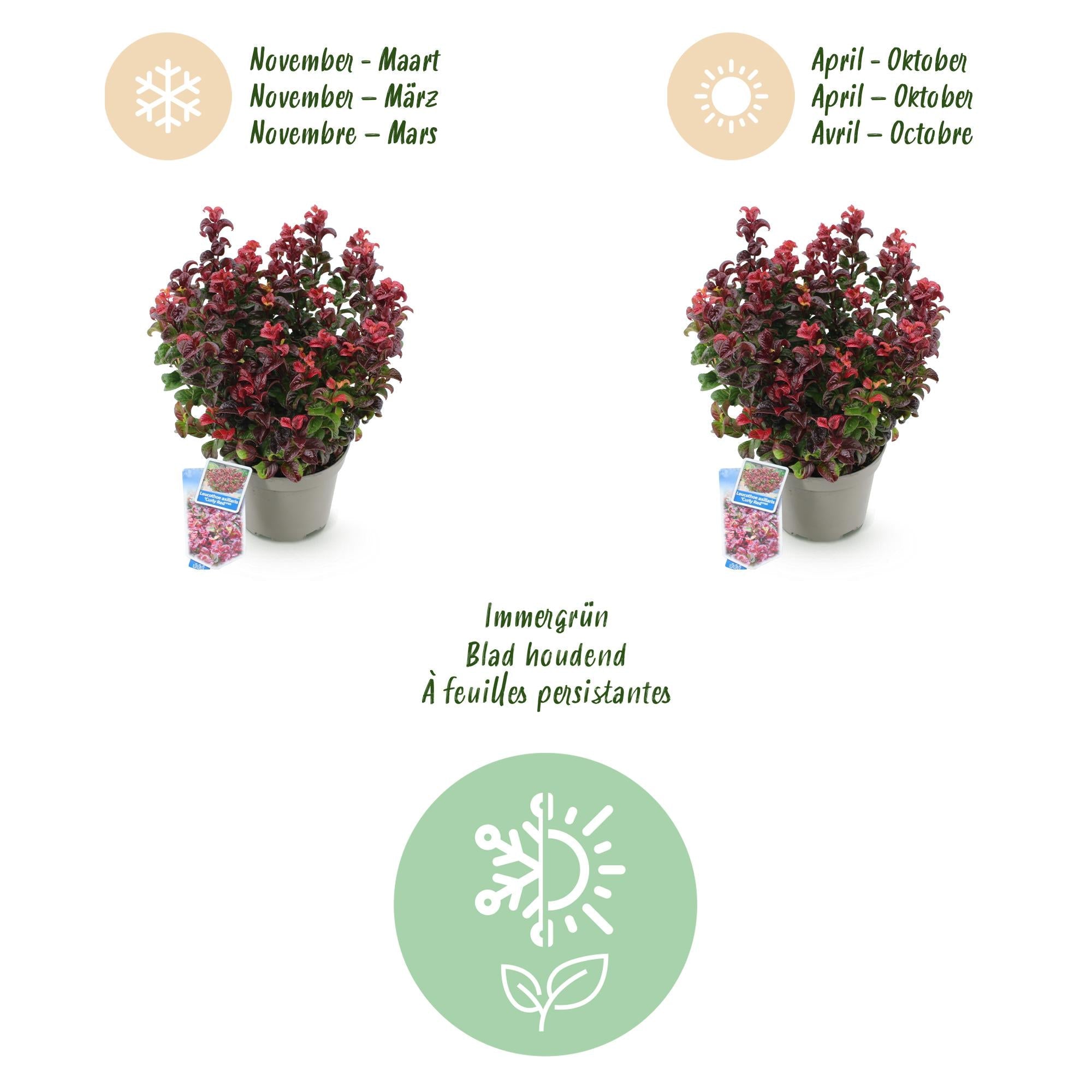 Traubenheide Leucothoe Curly Red – 2 Pflanzen 17cm Höhe ca.40cm – Immergrün & farbintensiv – Rotes lockiges Laub – Pflegeleichter dekorativer Zierstrauch