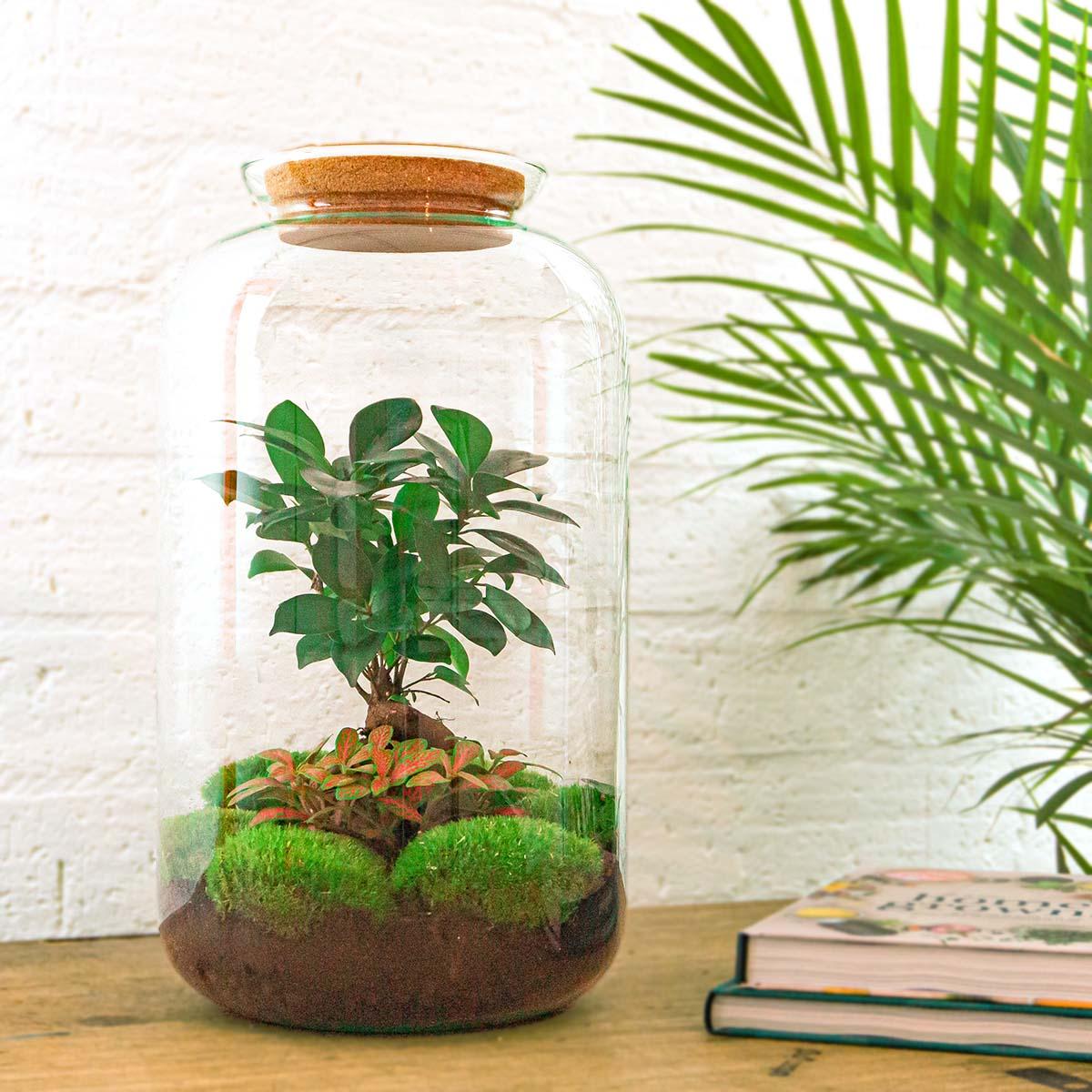Flaschengarten Sven Bonsai – DIY Bausatz Terrarium – ↕43cm – Do It Yourself Pflanzen – Set im Glas mit Korkdeckel – Autarkes Mini – Ökosystem – Plant