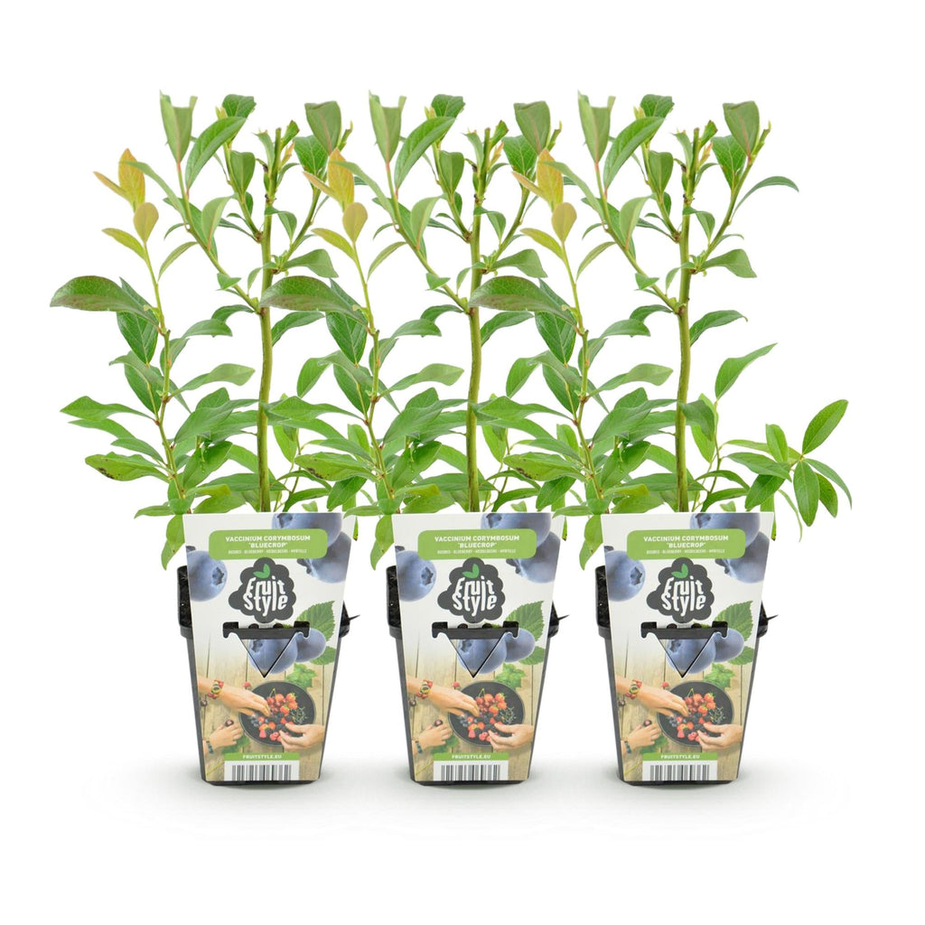 Blaubeere Vaccinium corymbosum Bluegold winterhart Ø9cm Höhe 30cm – Aromatische Heidelbeere für Garten Balkon & Terrasse