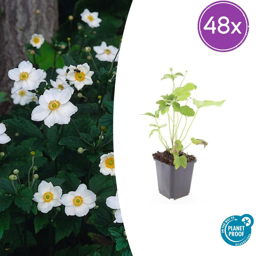 Japan – Herbst – Anemone hyb. 'Honorine Jobert' – ↕10-25cm – Ø9cm – Herbstblüher – Pflegeleicht – Sonne & Halbschatten – Plant
