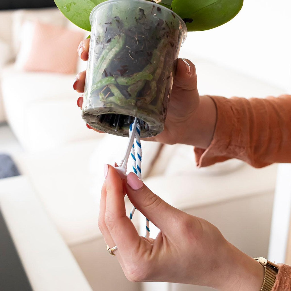 WaterWick Bewässerungsdocht – 3 Stück – Selbstbewässerung für Zimmerpflanzen & Orchideen – Einfaches Wasserzugsystem für konstante Feuchtigkeit – Standard