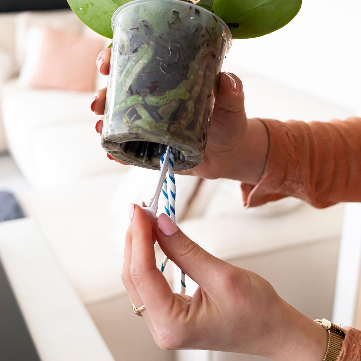 WaterWick Bewässerungsdocht – 3 Stück – Selbstbewässerung für Zimmerpflanzen & Orchideen – Einfaches Wasserzugsystem für konstante Feuchtigkeit – Standard