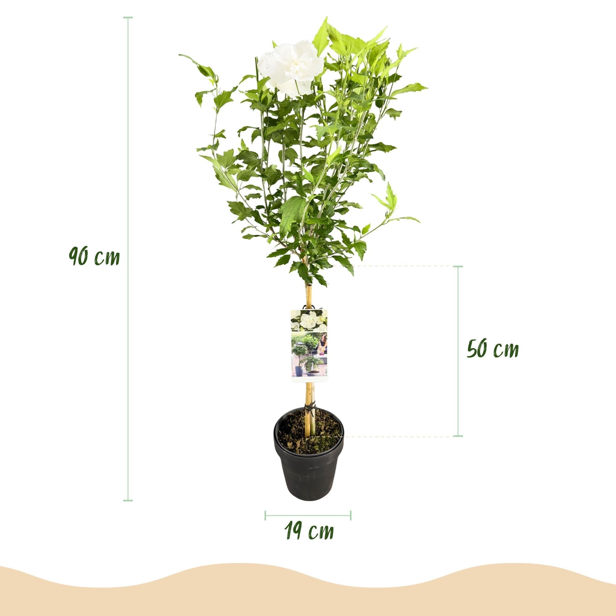 Hibiscus syriacus White Chiffon – Stamm – Pflanze – Ø19cm – Höhe ca. 90cm – Weiße Blüten – Laubabwerfend & pflegeleicht – Plant