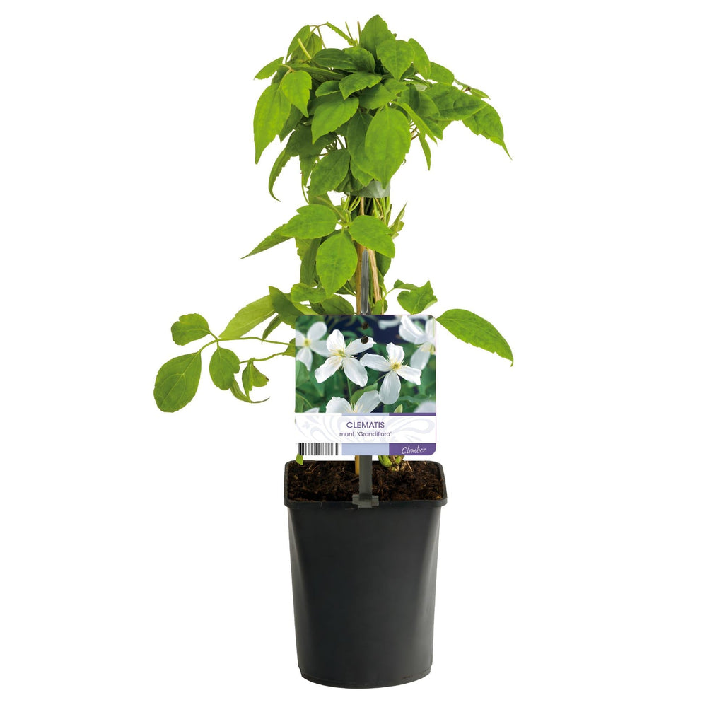 Clematis montana Grandiflora – 2 Pflanzen 11cm – ca. 40cm hoch – Schnellwachsende Kletterpflanze mit großen weißen Blüten – pflegeleicht – Plant