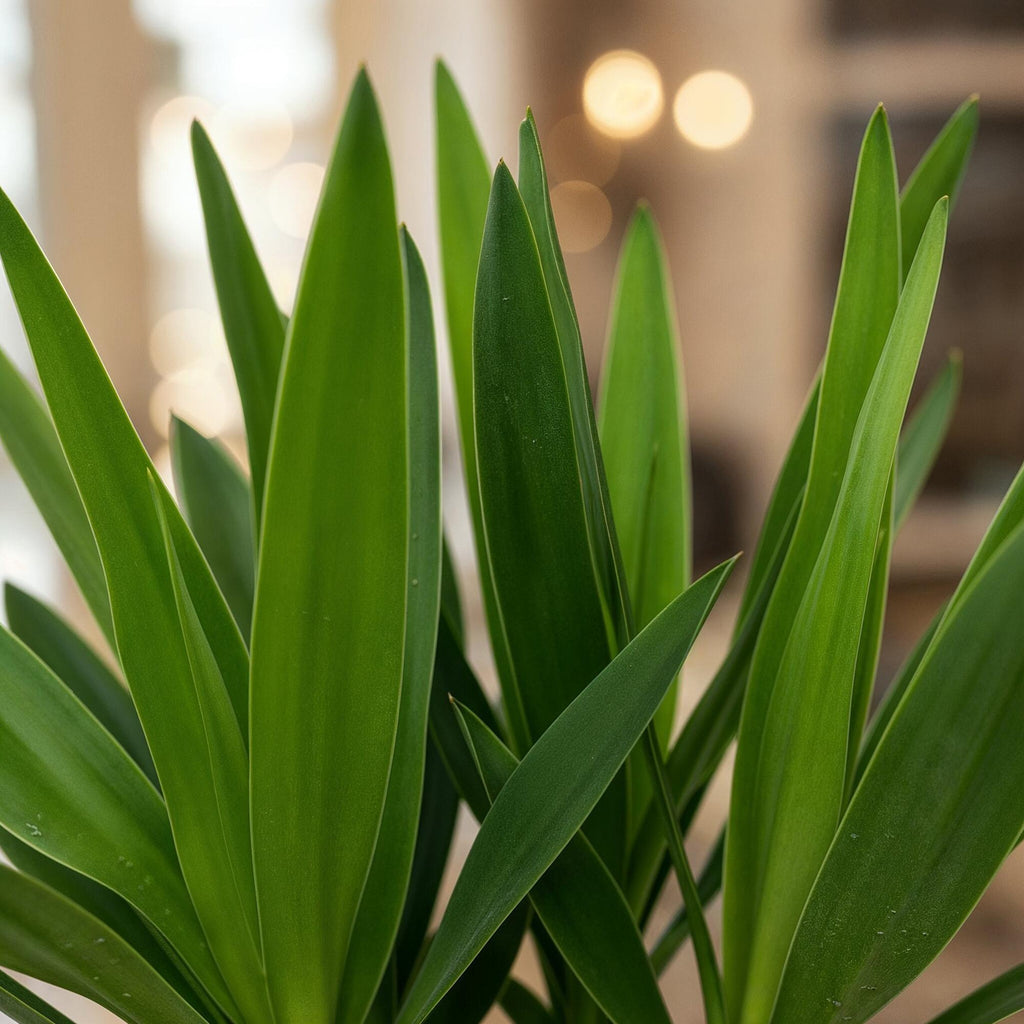 Palmlilie Yucca Elephantipes – 55cm – 14cm – Pflegeleichte Palmlilie mit langen, schmalen Blättern – Plant