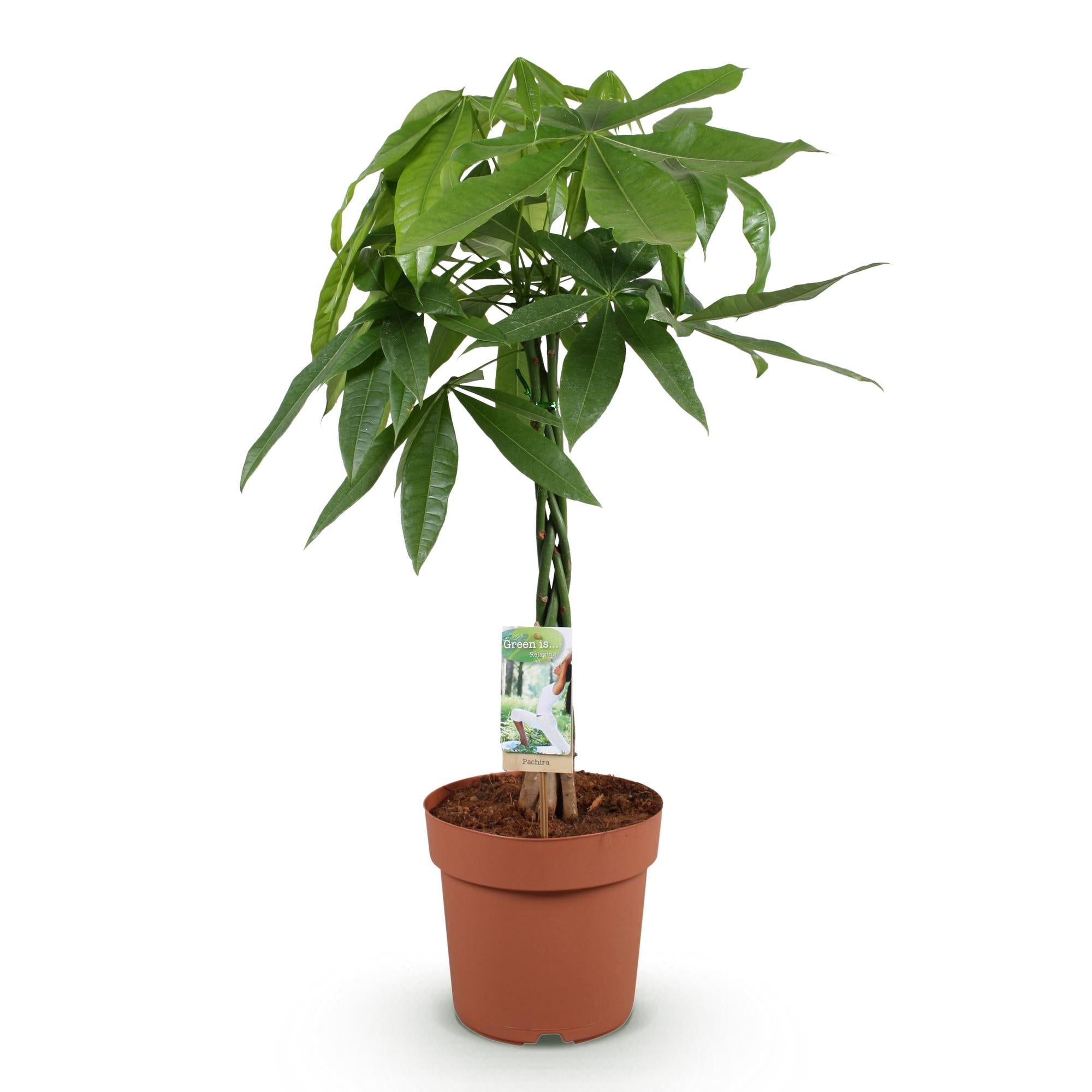 Pachira Aquatica Geflochtener Stamm – 80-90cm – 21cm – Pflegeleichter Geldbaum – Grünpflanze für Wohnzimmer & Büro – Plant