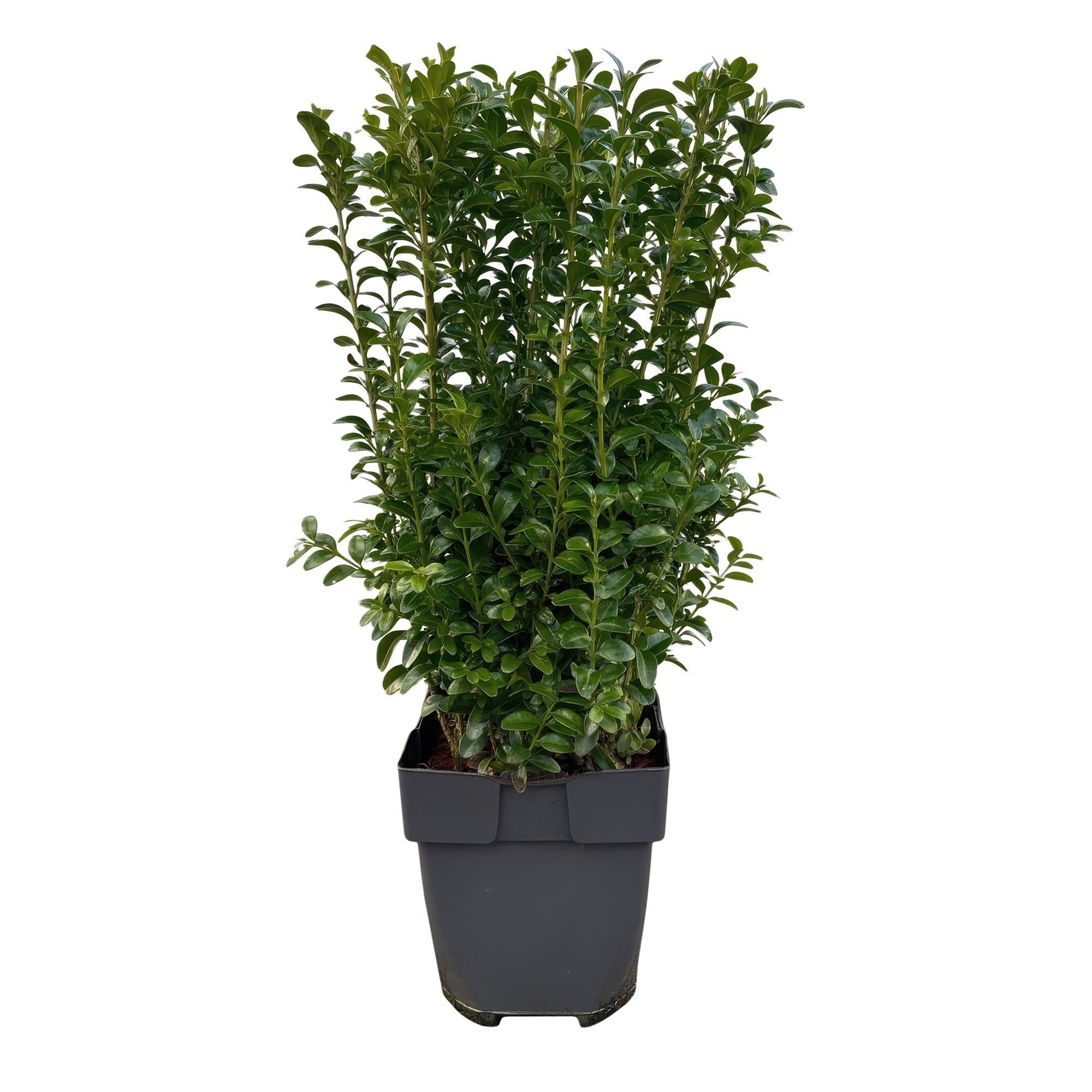 Buxus sempervirens – 6 Pflanzen für 1 laufenden Meter – Gewöhnlicher Buchsbaum – Immergrüne Heckenpflanze im 17cm Topf – ca. 45cm hoch – Plant