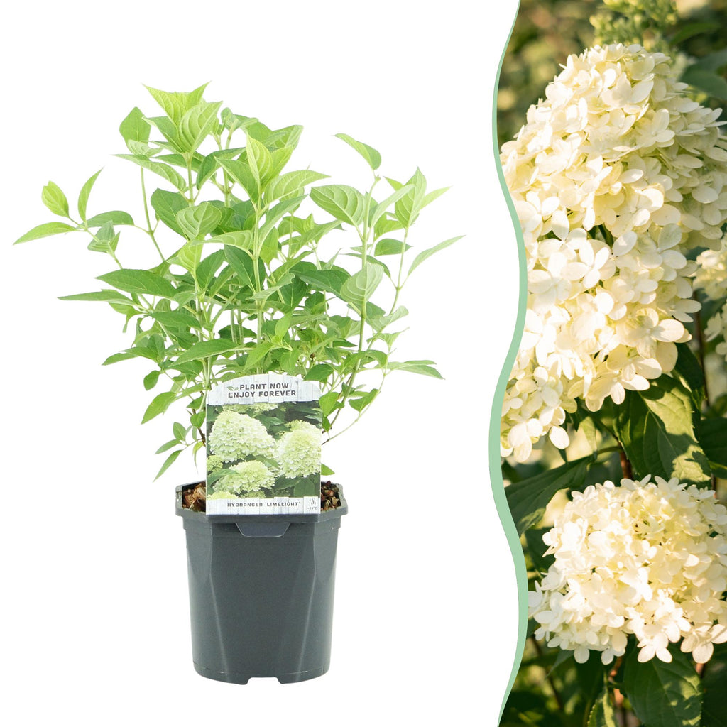 Rispenhortensie – Hydrangea panniculata Limelight – Blüte Limonengrün – Cremeweiß – Laubabwerfend – Große Blüten – 17cm – Höhe ca. 50cm – Plant
