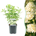 Rispenhortensie – Hydrangea panniculata Limelight – Blüte Limonengrün – Cremeweiß – Laubabwerfend – Große Blüten – 17cm – Höhe ca. 50cm – Plant
