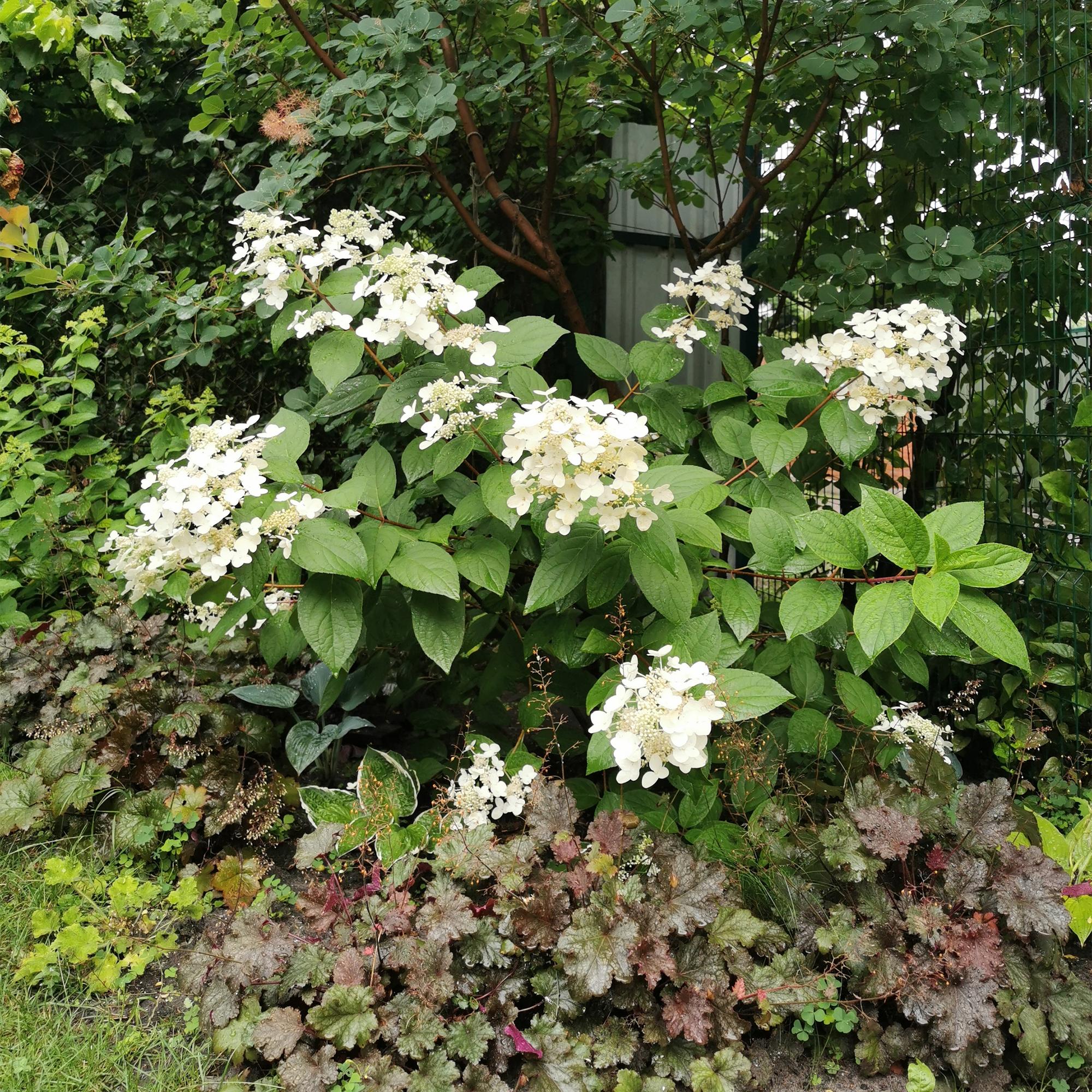 Rispenhortensie – Hydrangea panniculata Wims Red – Blüte Weiß-Rot – Laubabwerfend – Große Blüten – 17cm – Höhe ca. 50cm – Plant