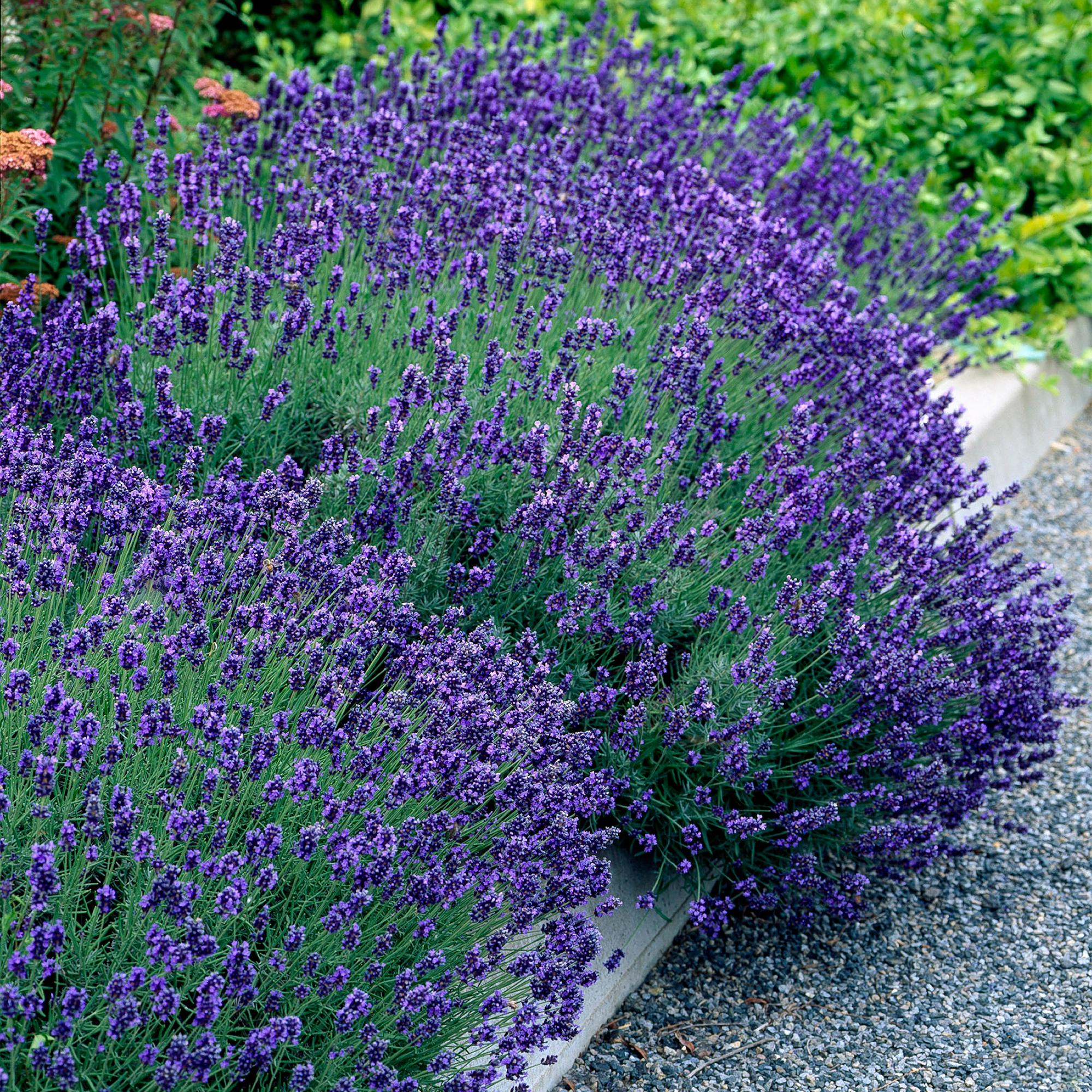 Echter Lavendel Lavandula angustifolia Hidcote – Heckenpflanze – Graues Blatt – 6 Pflanzen – 1 laufender Meter – Immergrün – 17cm Höhe 30cm – Plant
