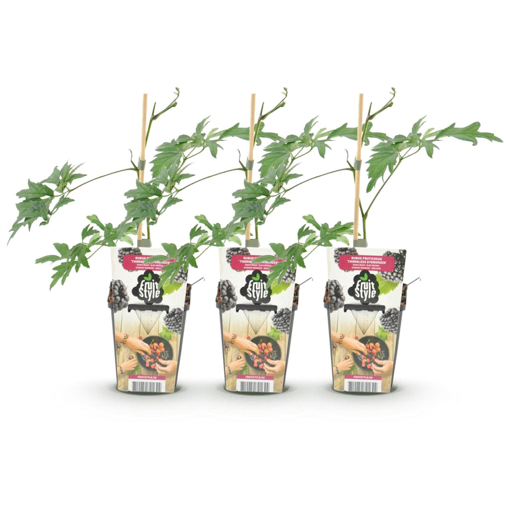 Immergrüne Brombeere Rubus fruticosus Thornless Evergreen frosthart 3 Pflanzen Ø9cm Höhe30cm – Dornenlose schwarze Brombeere für Garten & Balkon