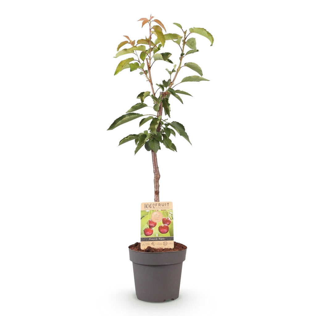 Kirschbaum Prunus avium Regina – Rote Kirsche – Obstbaum im Ø21cm – Höhe ca. 90cm – Süße Kirschen, pflegeleicht & gesund – Perfekt für Garten & Balkon – Plant