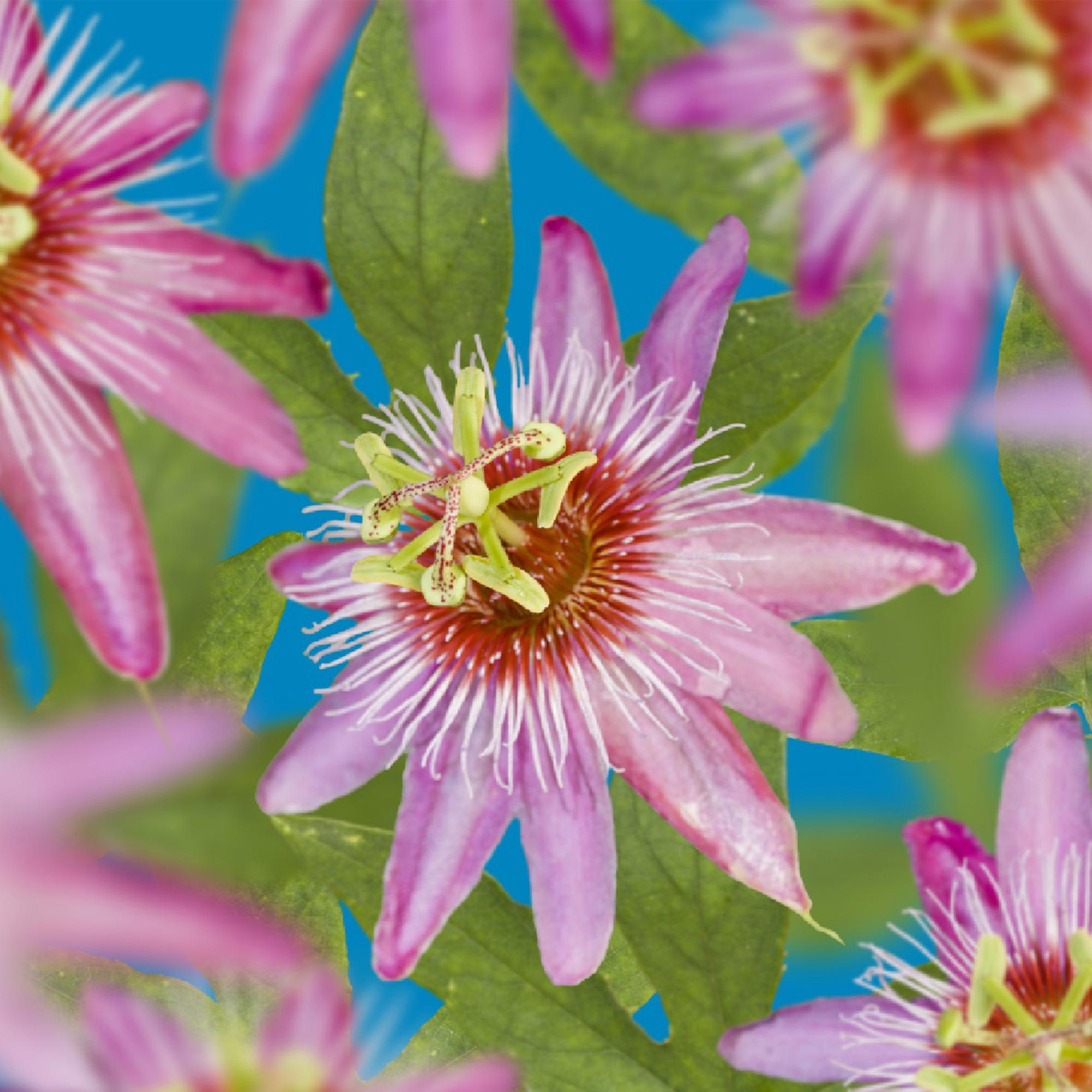 Passionsblume Passiflora Anastasia – 2 Pflanzen 11cm – ca. 40cm hoch – Exotische Kletterpflanze mit rosa Blüten – Pflegeleicht & dekorativ – Plant