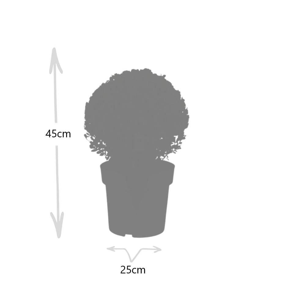 Ilex crenata 'Jenny' – Stechpalme Kugeln – Ø25cm – 2 Pflanzen – Buchsbaum – Alternative – Pflegeleichte & Winterharte Gartenpflanzen – Plant