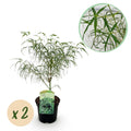 Japanischer Ahorn – Acer palmatum 'Koto – no – ito' – 2 Pflanzen – ca. 70cm hoch – Ø19cm – feingliedriges grünes Laub – Balkon – & Gartenpflanze – Plant