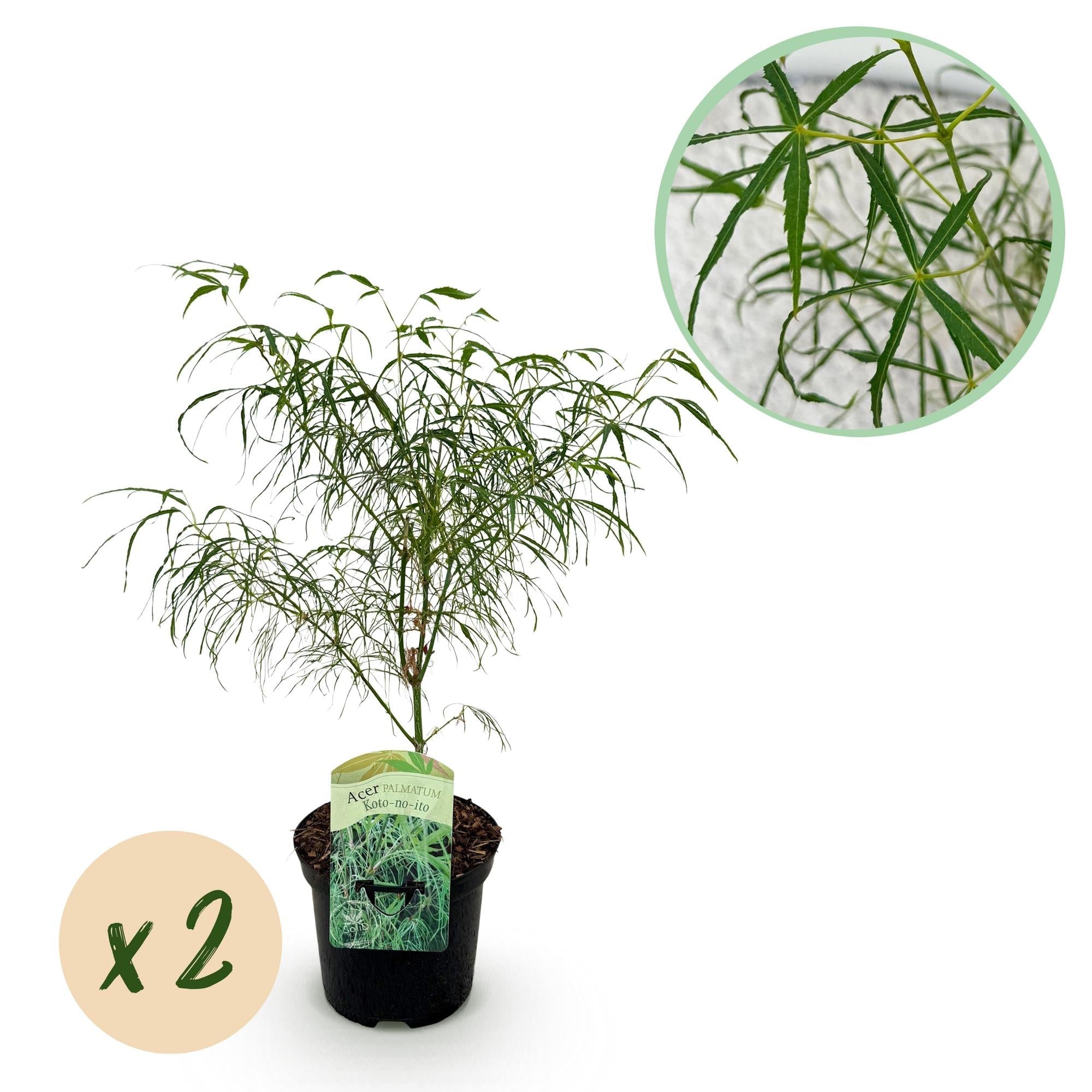 Japanischer Ahorn – Acer palmatum 'Koto – no – ito' – 2 Pflanzen – ca. 70cm hoch – Ø19cm – feingliedriges grünes Laub – Balkon – & Gartenpflanze – Plant