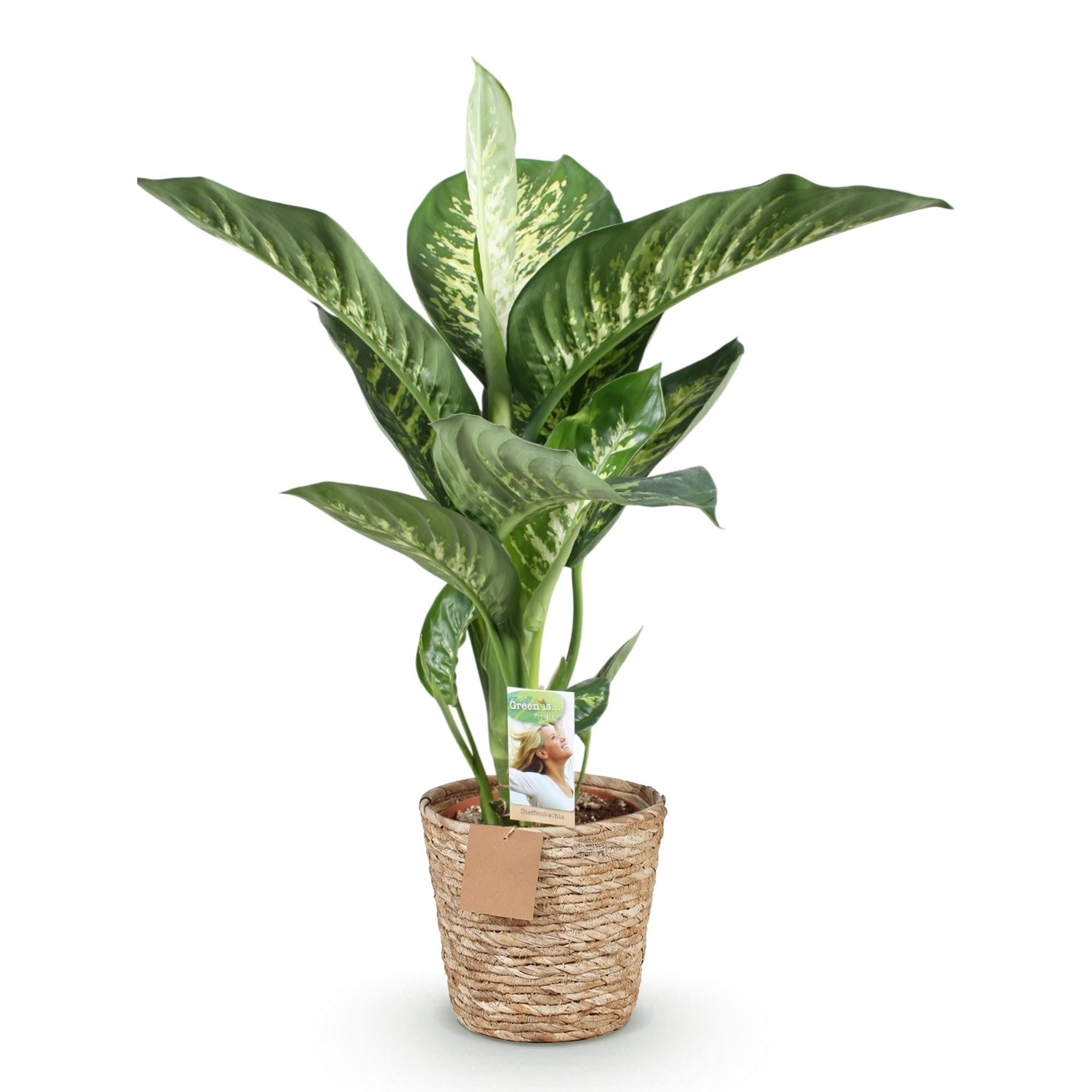 Dieffenbachia Tropic Snow – 90-100cm – 21cm inkl. Naturkorb – Pflegeleichte bunte Zimmerpflanze – Großes grün – weißes Blattwerk – Plant