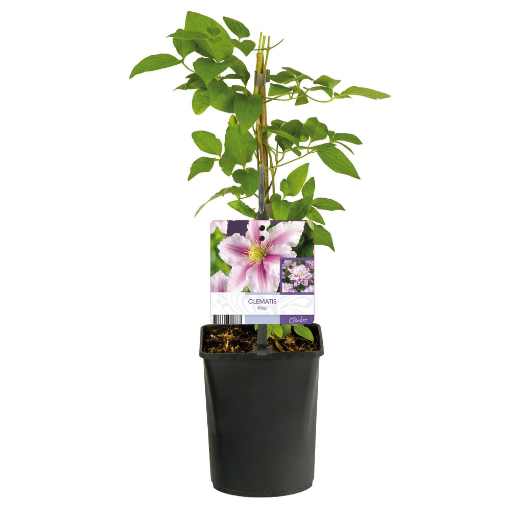 Kletterpflanze – Clematis Piilu – Rosa Blüten – 2 Pflanzen – 11cm – Höhe 40cm – Blüte Mai – September – Pflegeleicht & bienenfreundlich – Plant