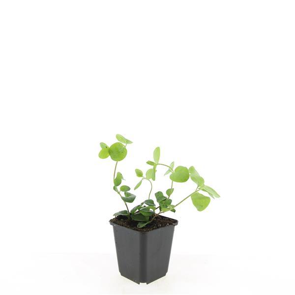 Großes Immergrün Vinca major – ↕10-25cm – Ø9cm – Immergrüner Bodendecker mit violett – blauen Blüten – Plant