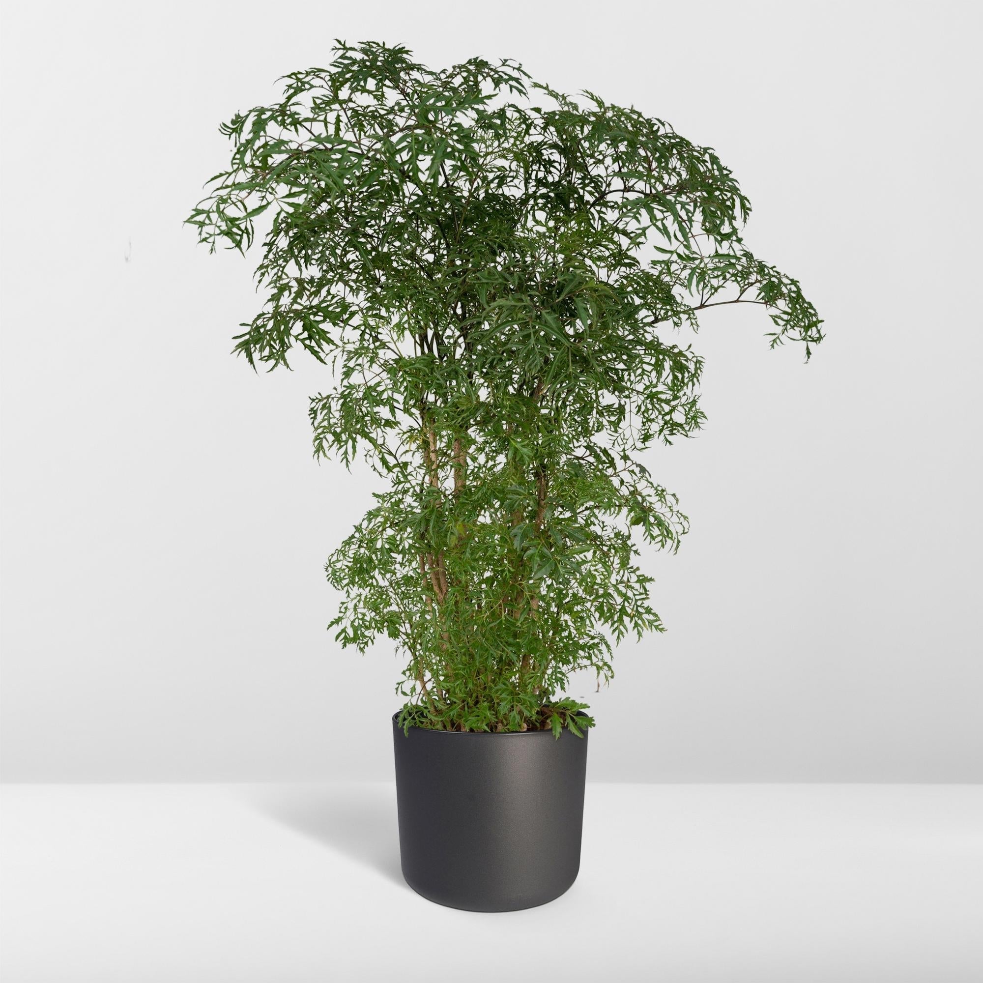 Polyscias Fruticosa – Aralia Zimmerpflanze – Ø21cm – ↕75cm – Tropische Grünpflanze mit feinem, filigranen Laub – Pflegeleicht & luftreinigend – Plant