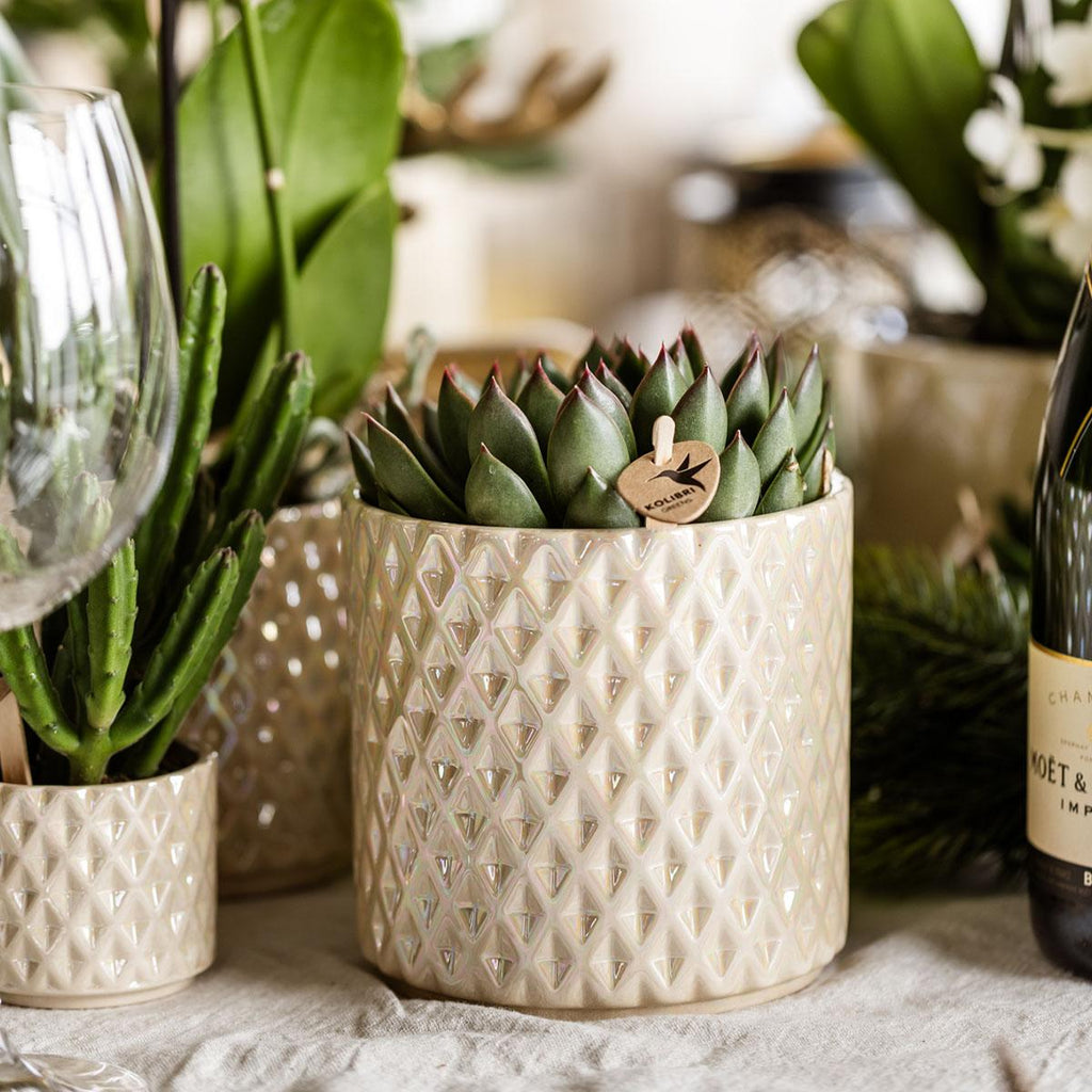 Pflanzen Set mit Zierpflanzgefäßen für Tischdekoration – Elegante Mini Zimmerpflanzen im Topf Ø9cm & Ø6cm – Perfekt für festliche Dinner – Dekoration – Plant