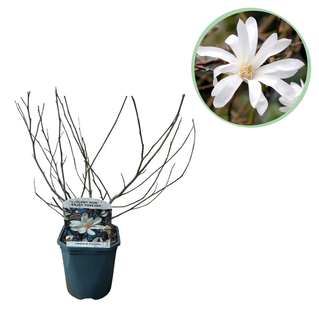 Stern – Magnolie Magnolia Stellata – Strauch – Blüte Weiß – Laubabwerfend – Frühjahrsblüher – Pflegeleicht – 17cm Höhe 45cm – Für Garten & Terrass – Plant