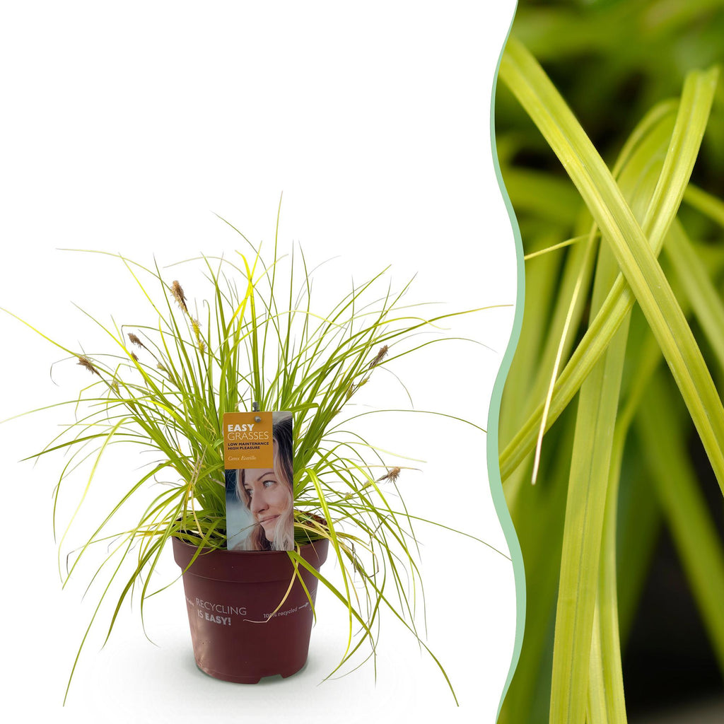 Ziergras Segge Carex oshimensis Everillo – Leuchtend Gelb – Immergrün & winterhart – Höhe ca. 50cm – 17cm – Farbintensives Gras für Beet & Kübel – Plant