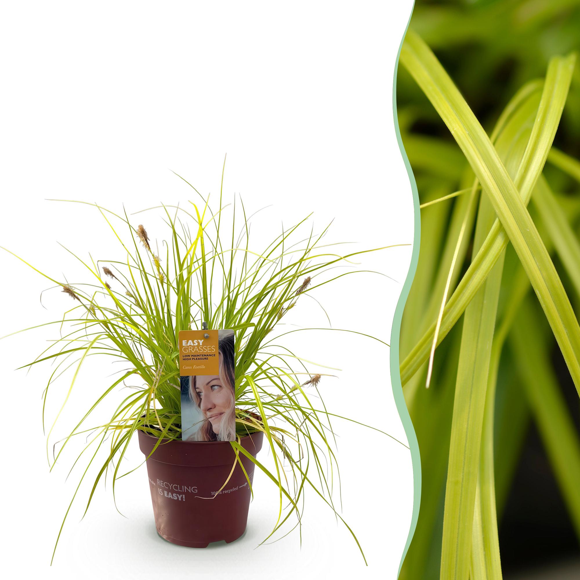 Ziergras Segge Carex oshimensis Everillo – Leuchtend Gelb – Immergrün & winterhart – Höhe ca. 50cm – 17cm – Farbintensives Gras für Beet & Kübel – Plant