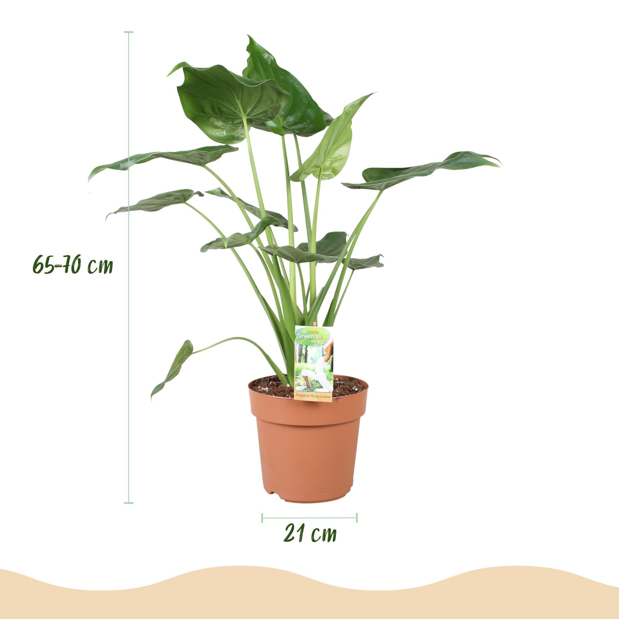 Alocasia Cucullata Buddha – Hand Zimmerpflanze mit grauem Topf Ø21cm Höhe 65-70cm Pflegeleichte exotische Grünpflanze für Wohnzimmer Büro Schlafzimmer