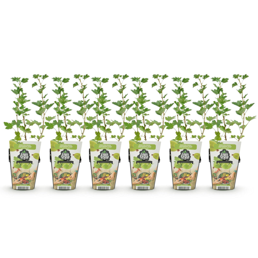 Stachelbeerpflanzen Ribes uva – crispa Hinnonmäki Grün winterhart 6 Pflanzen Höhe 30cm Ø9cm – Grüne Stachelbeere für Garten Beet Balkon & Terrasse
