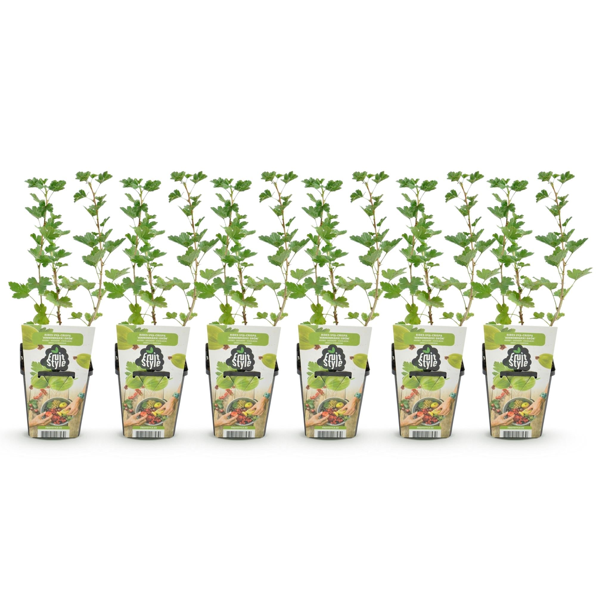 Stachelbeerpflanzen Ribes uva – crispa Hinnonmäki Grün winterhart 6 Pflanzen Höhe 30cm Ø9cm – Grüne Stachelbeere für Garten Beet Balkon & Terrasse